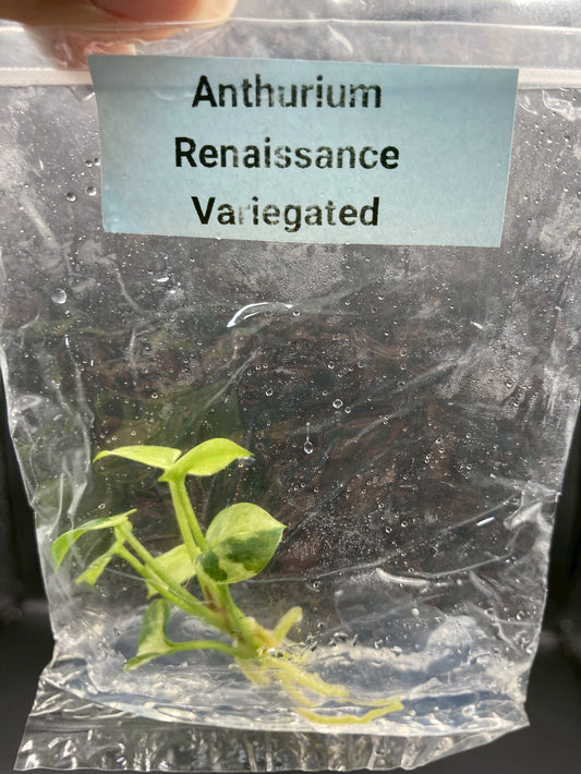 Anthurium Renaissance Low Variegated Tissue Culture Plants Bag 1 Plant (Random)