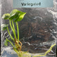 Anthurium Renaissance Low Variegated Tissue Culture Plants Bag 1 Plant (Random)