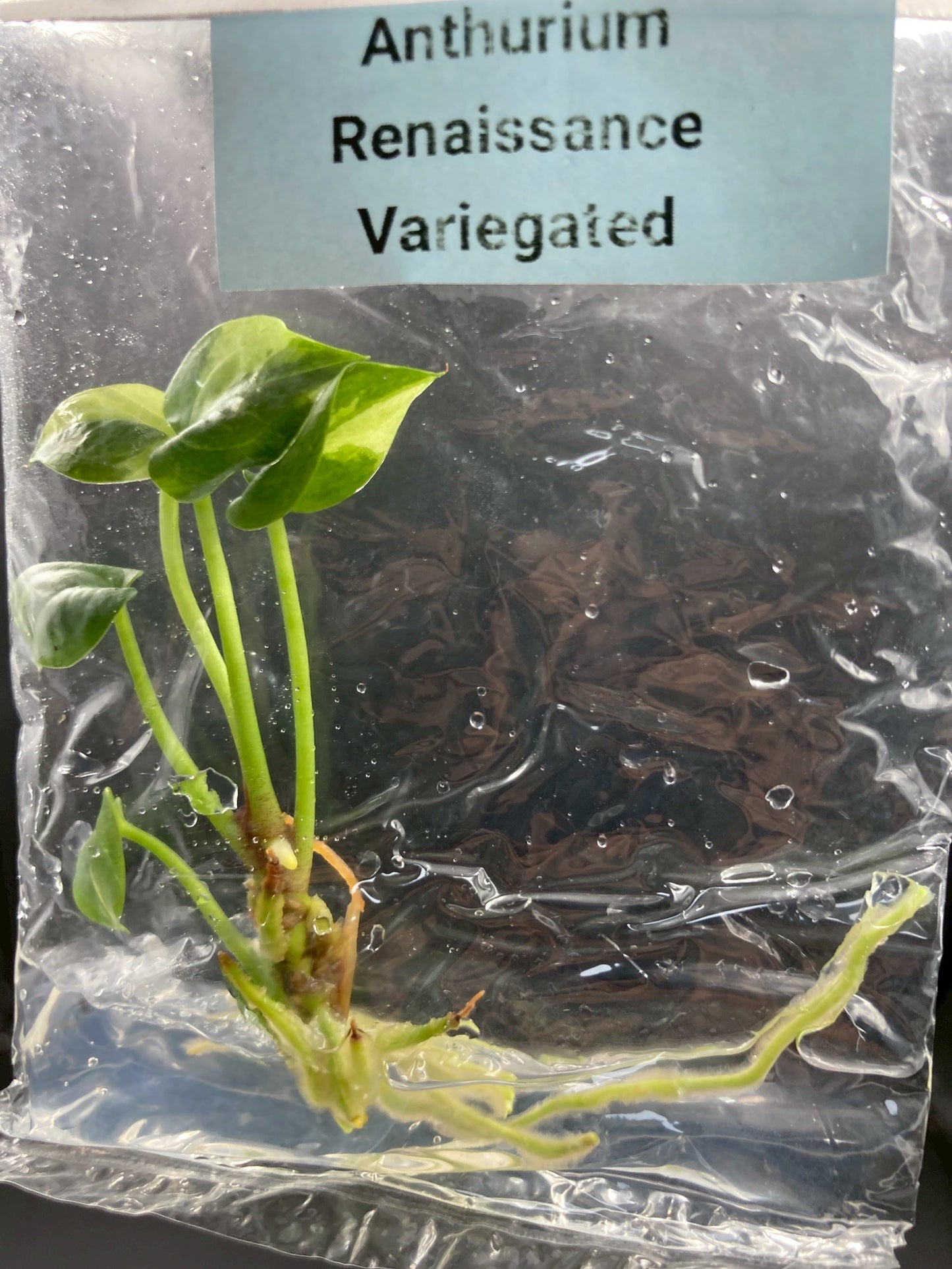 Anthurium Renaissance Low Variegated Tissue Culture Plants Bag 1 Plant (Random)