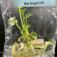 Anthurium Renaissance Low Variegated Tissue Culture Plants Bag 1 Plant (Random)