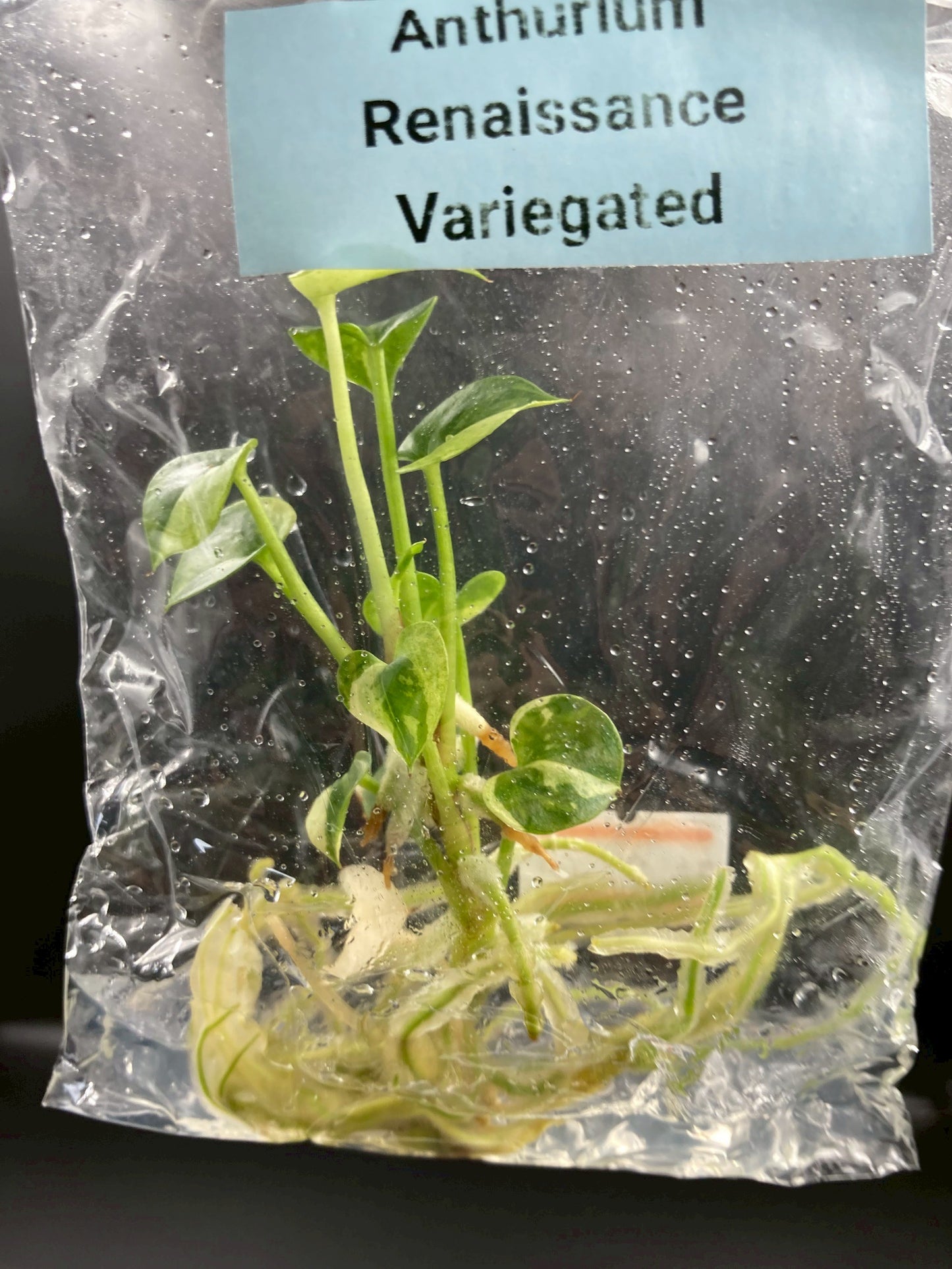 Anthurium Renaissance Low Variegated Tissue Culture Plants Bag 1 Plant (Random)