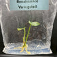 Anthurium Renaissance Low Variegated Tissue Culture Plants Bag 1 Plant (Random)