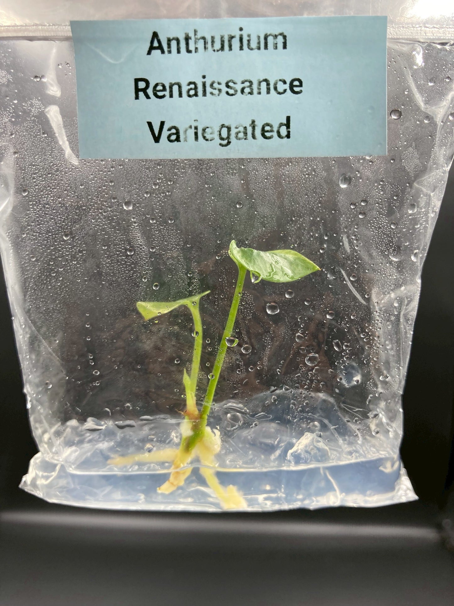 Anthurium Renaissance Low Variegated Tissue Culture Plants Bag 1 Plant (Random)