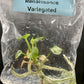 Anthurium Renaissance Low Variegated Tissue Culture Plants Bag 1 Plant (Random)