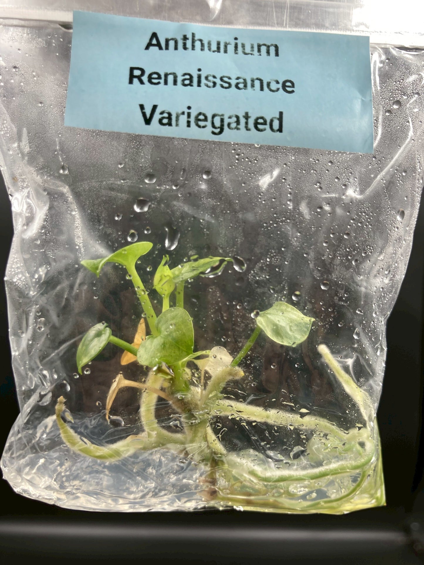 Anthurium Renaissance Low Variegated Tissue Culture Plants Bag 1 Plant (Random)