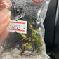 Jewel Orchid Anoectochilus Roxburghii Firebird Tissue Culture Plants 1 PC