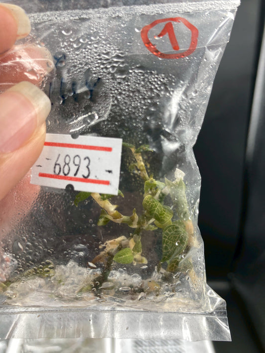 Jewel Orchid Anoectochilus Roxburghii Firebird Tissue Culture Plants 1 PC