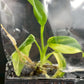 Philodendron Domesticum Variegated Tissue Culture Bag 1 plant