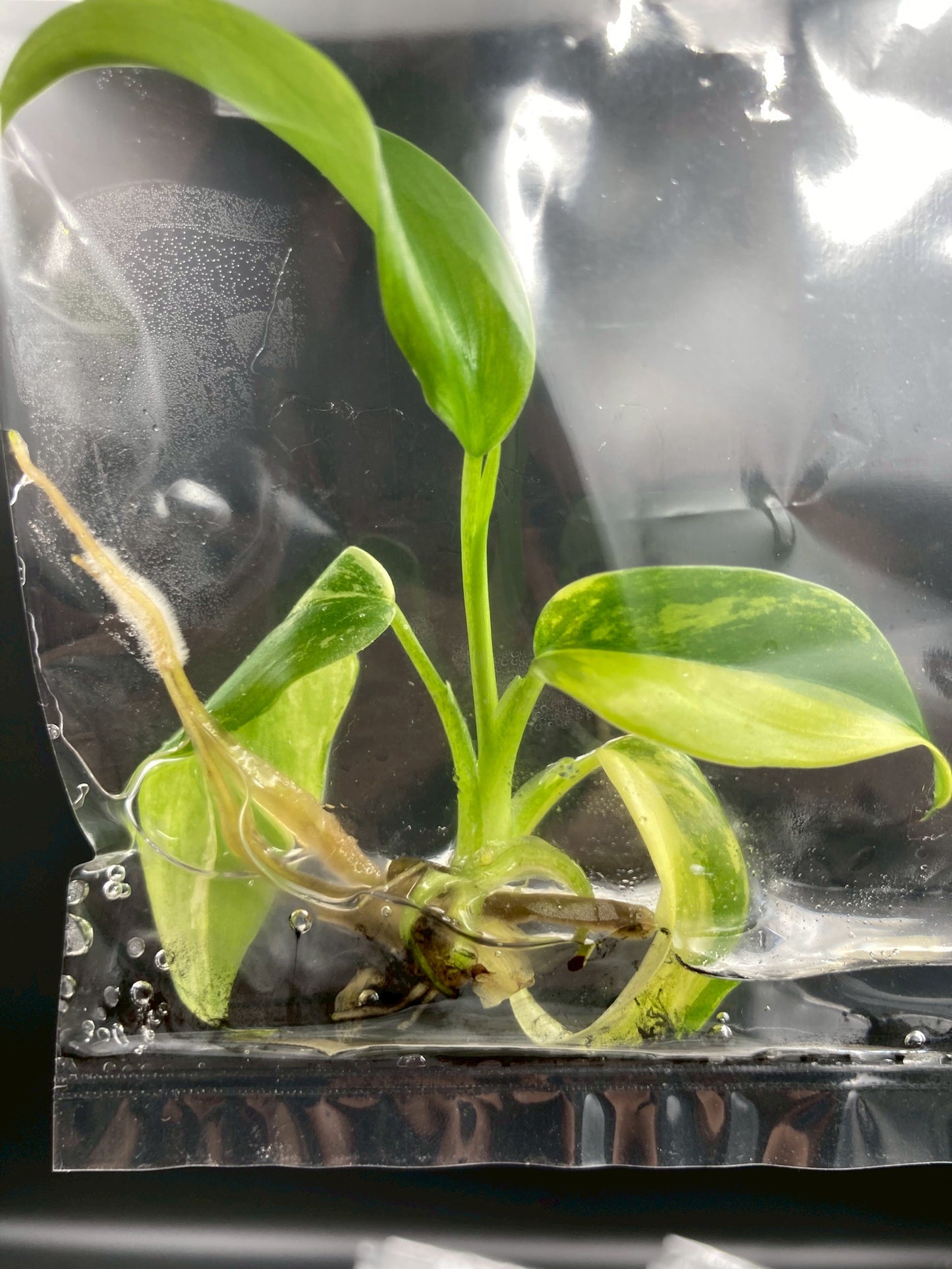 Philodendron Domesticum Variegated Tissue Culture Bag 1 plant