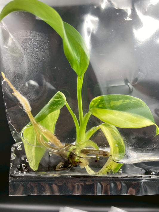 Philodendron Domesticum Variegated Tissue Culture Bag 1 plant
