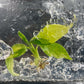 Philodendron Domesticum Variegated Tissue Culture Bag 1 plant