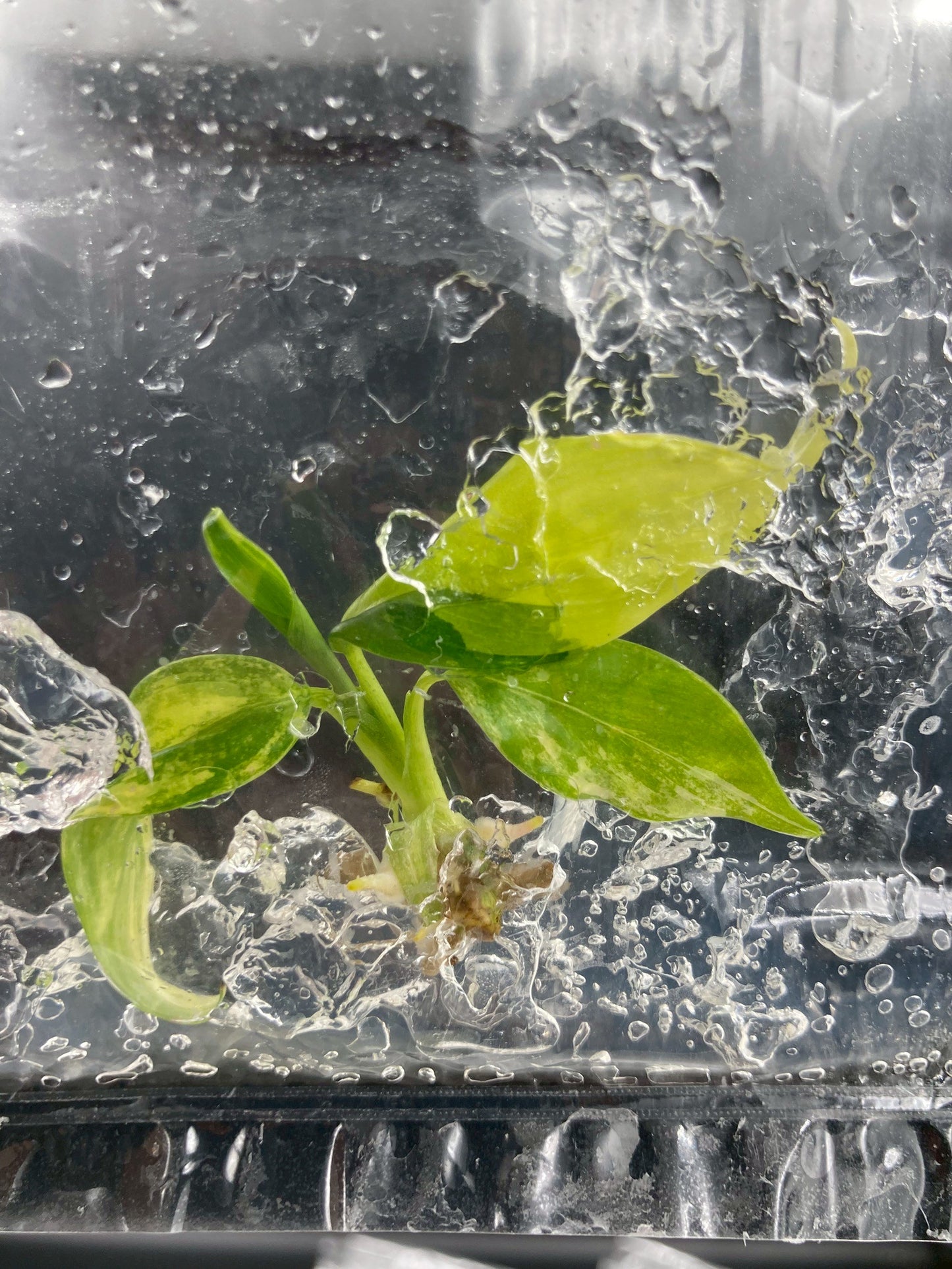 Philodendron Domesticum Variegated Tissue Culture Bag 1 plant