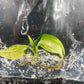 Philodendron Domesticum Variegated Tissue Culture Bag 1 plant