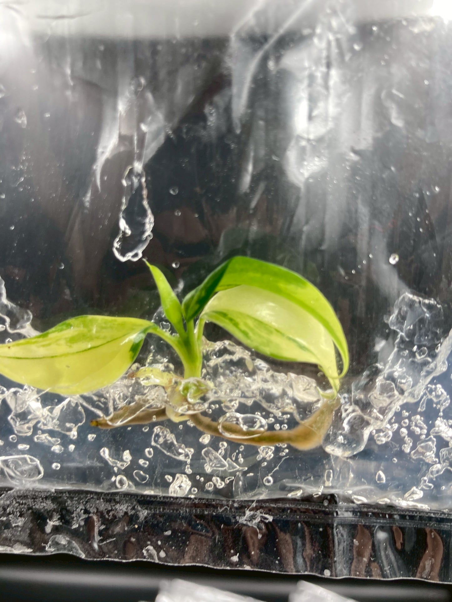 Philodendron Domesticum Variegated Tissue Culture Bag 1 plant