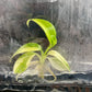 Philodendron Domesticum Variegated Tissue Culture Bag 1 plant