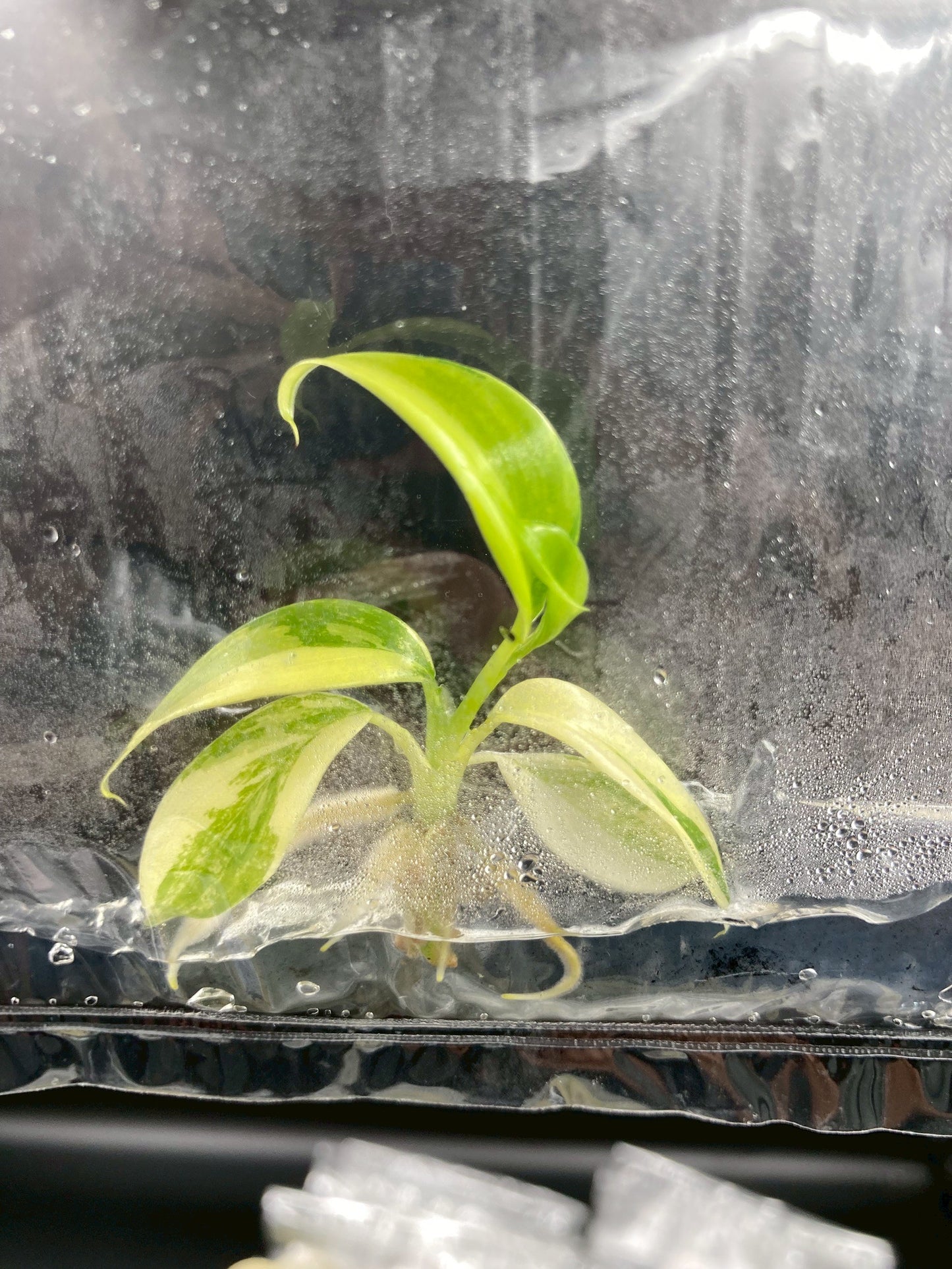 Philodendron Domesticum Variegated Tissue Culture Bag 1 plant