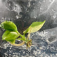 Philodendron Domesticum Variegated Tissue Culture Bag 1 plant