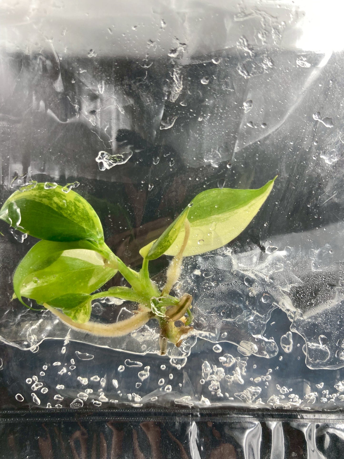 Philodendron Domesticum Variegated Tissue Culture Bag 1 plant