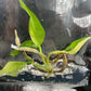 Philodendron Domesticum Variegated Tissue Culture Bag 1 plant