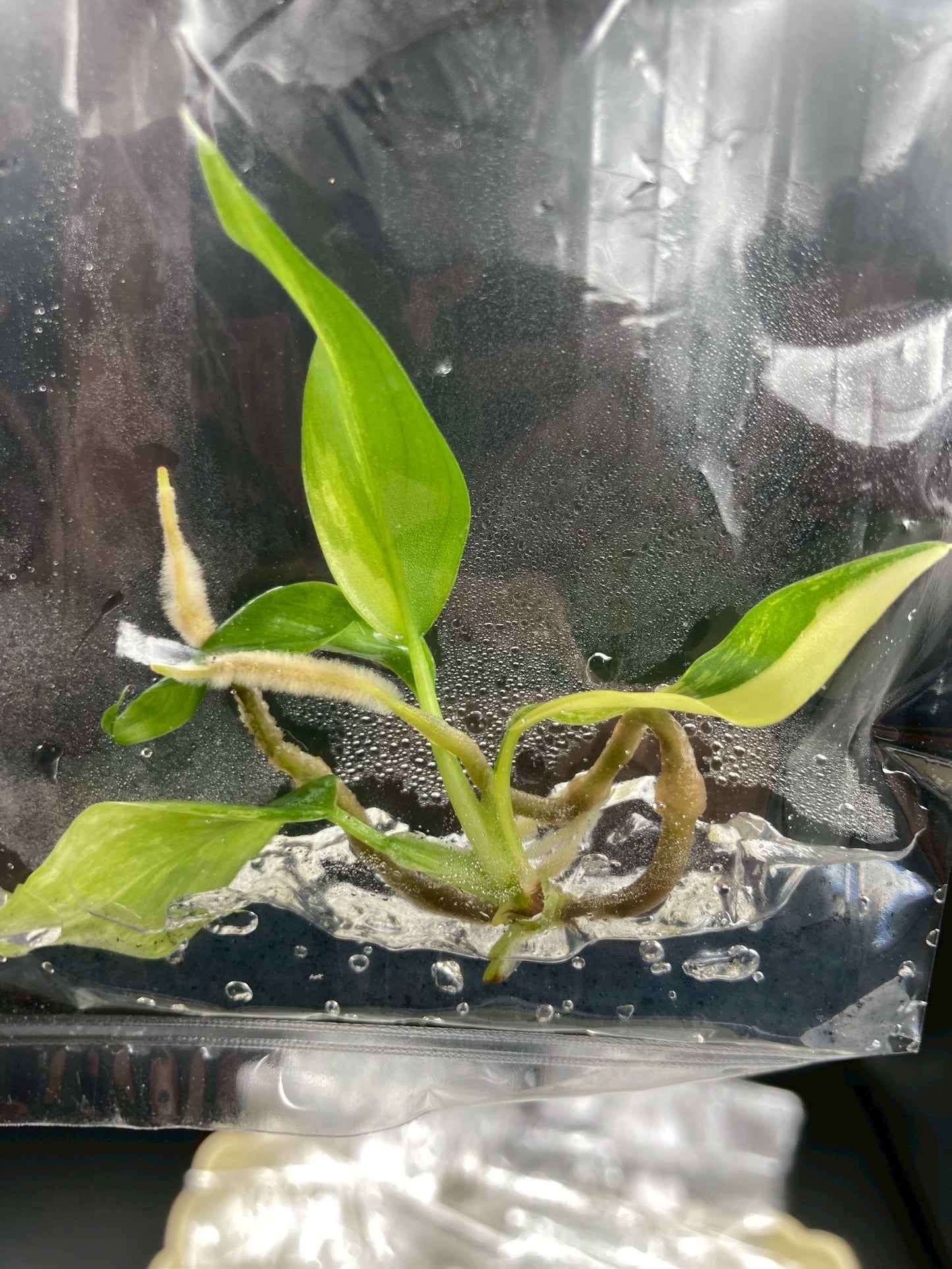 Philodendron Domesticum Variegated Tissue Culture Bag 1 plant