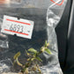 Jewel Orchid Anoectochilus Roxburghii Firebird Tissue Culture Plants 1 PC