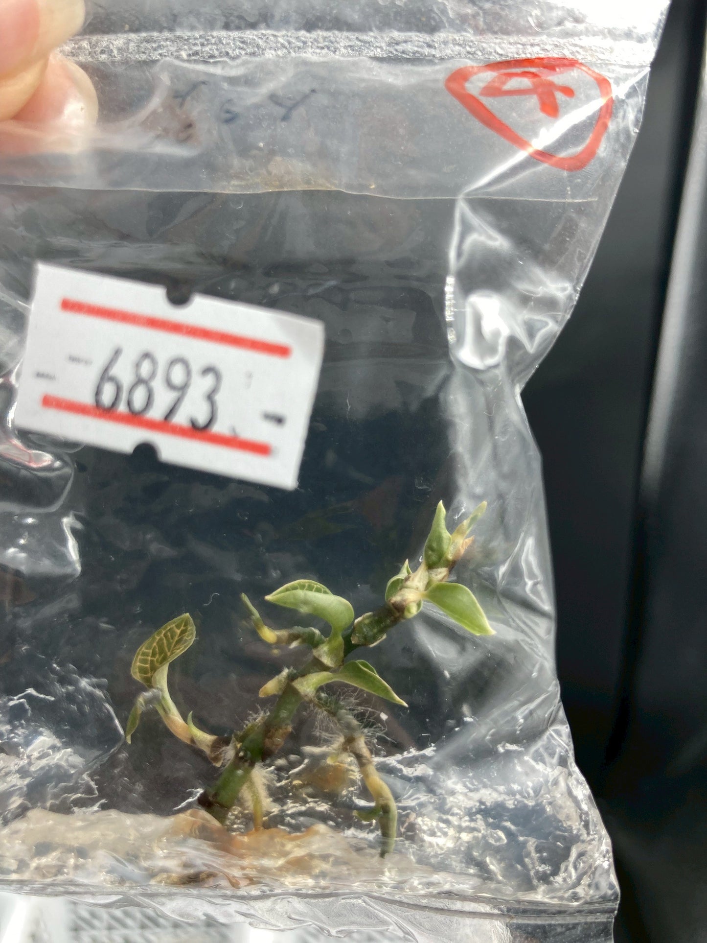 Jewel Orchid Anoectochilus Roxburghii Firebird Tissue Culture Plants 1 PC