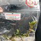 Jewel Orchid Anoectochilus Roxburghii Firebird Tissue Culture Plants 1 PC
