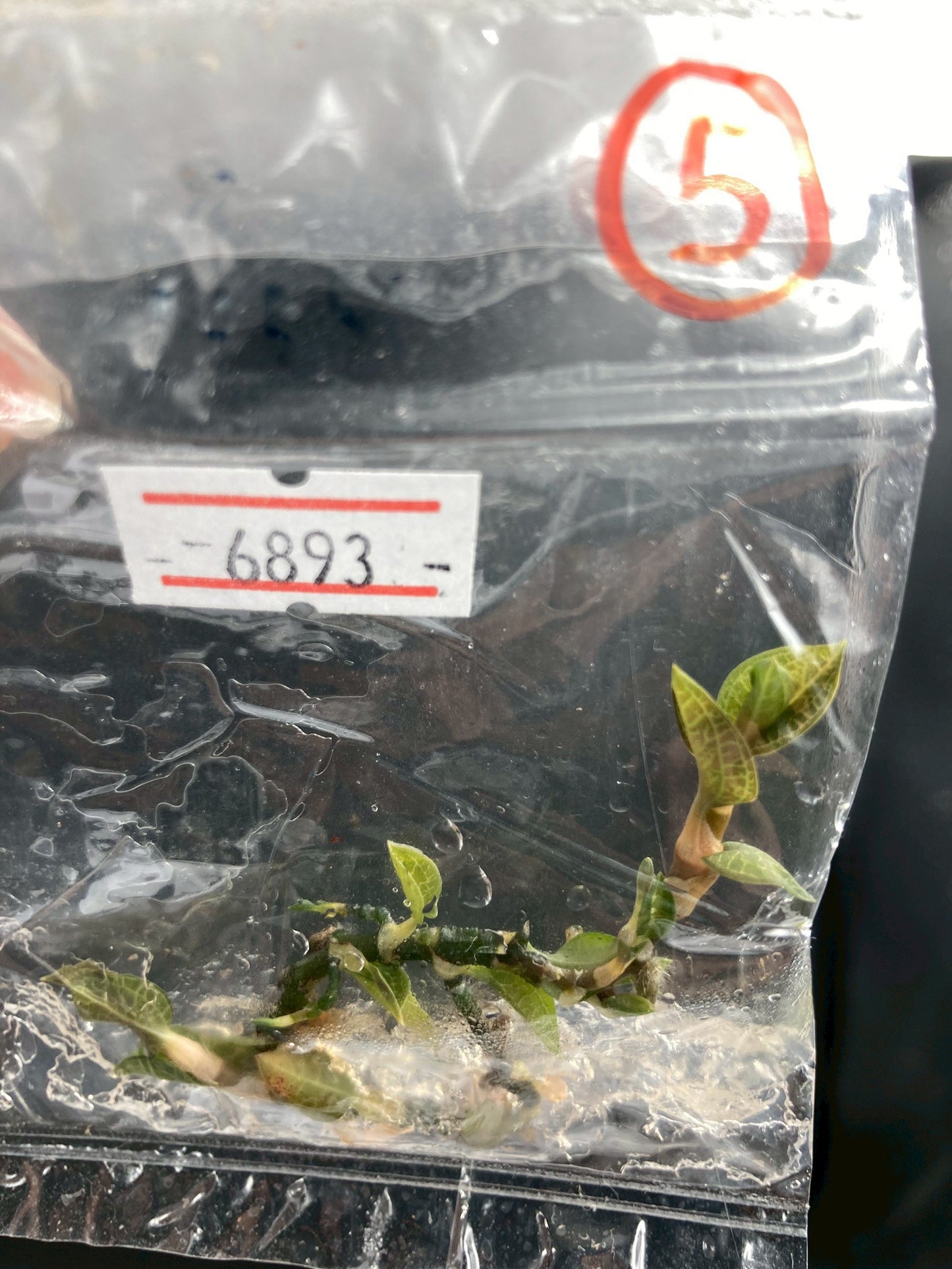 Jewel Orchid Anoectochilus Roxburghii Firebird Tissue Culture Plants 1 PC