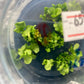 Platycerium Ellisii