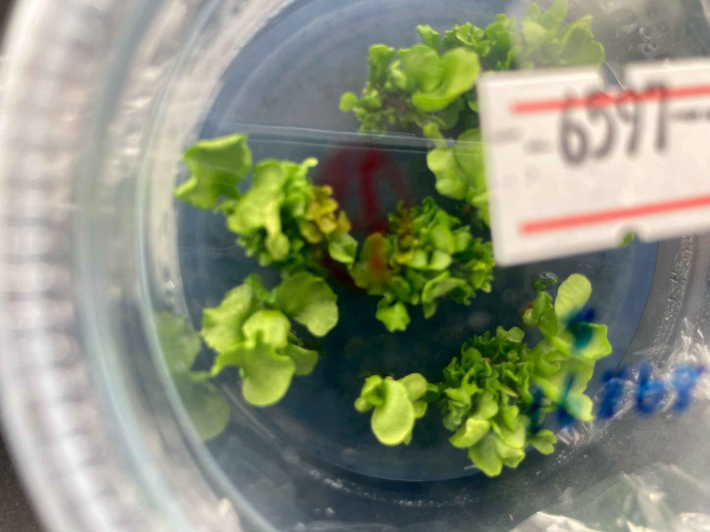 Platycerium Ellisii