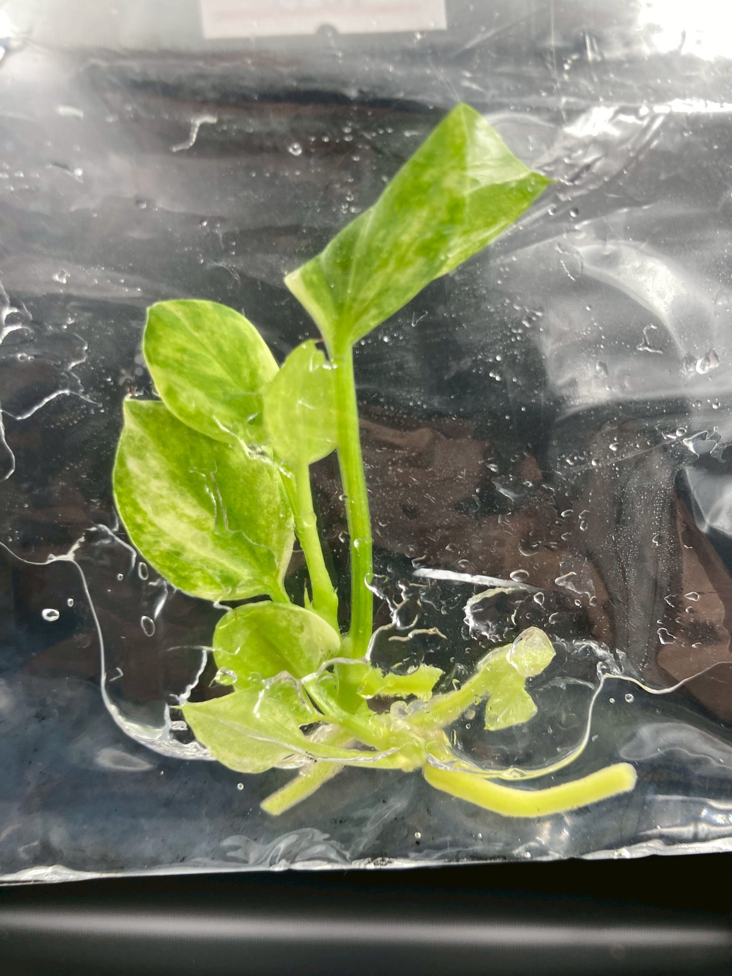 Anthurium Vittarifolium Variegated Tissue Culture Plants 1 PCS