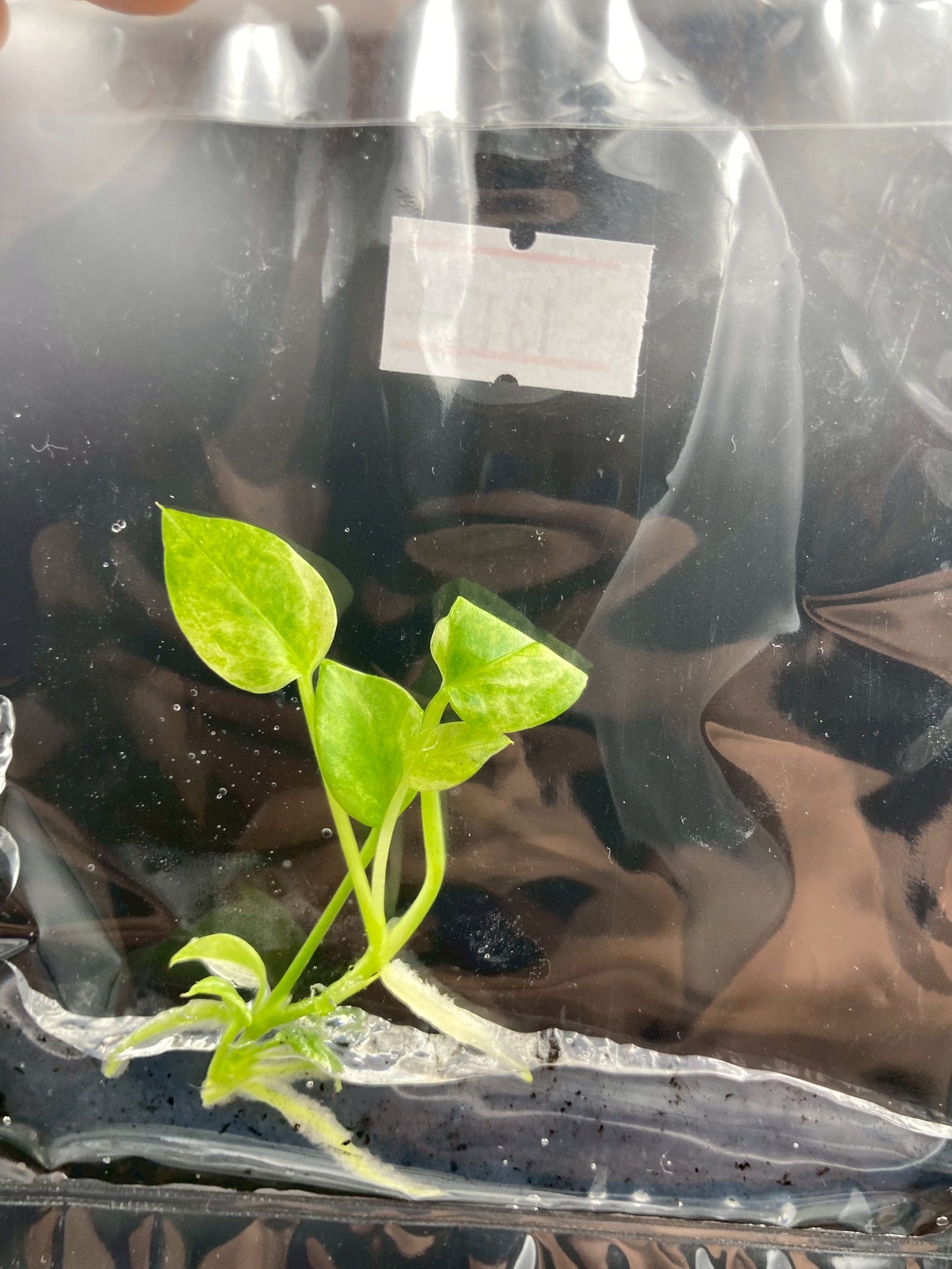 Anthurium Vittarifolium Variegated Tissue Culture Plants 1 PCS