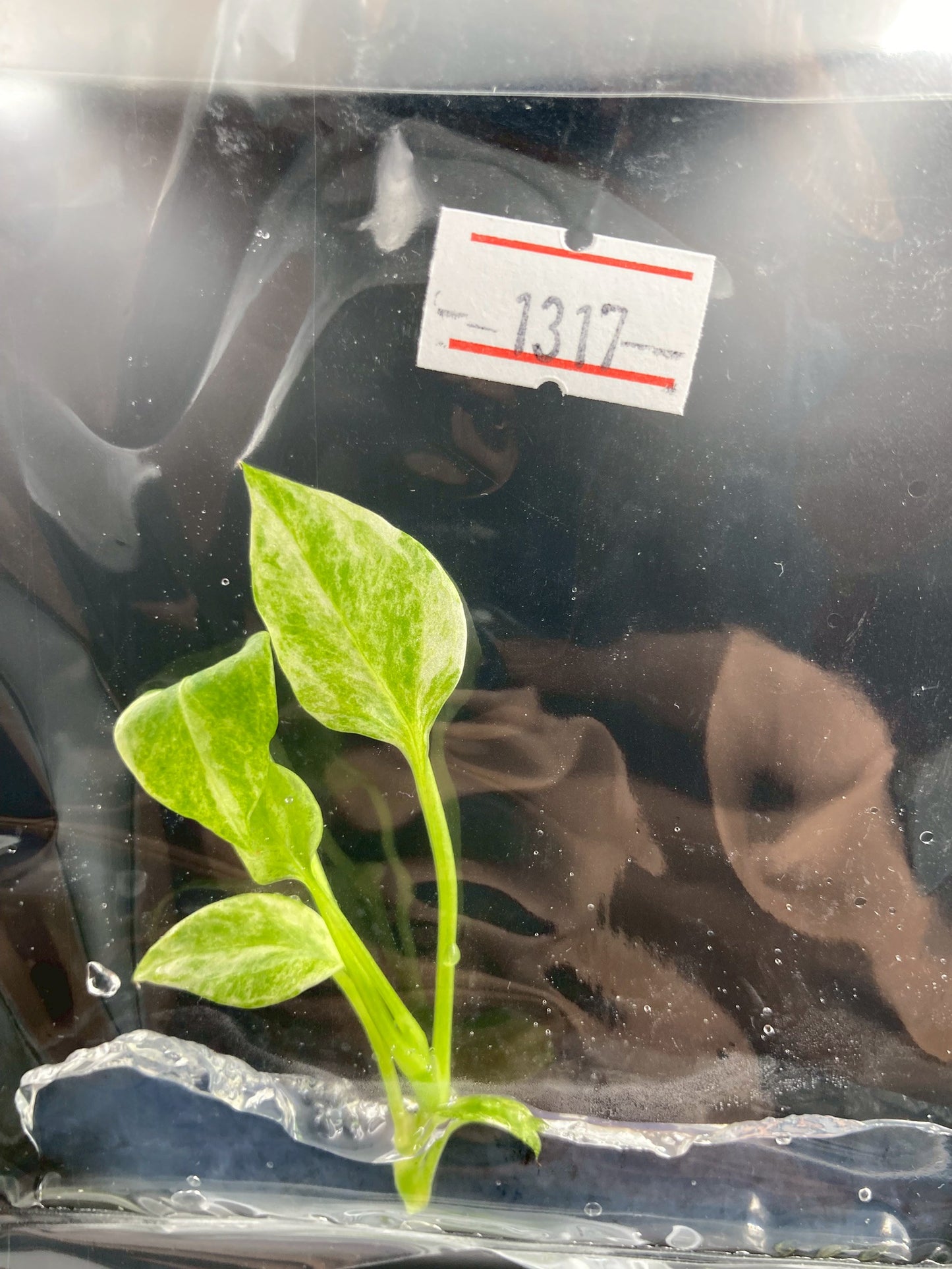 Anthurium Vittarifolium Variegated Tissue Culture Plants 1 PCS