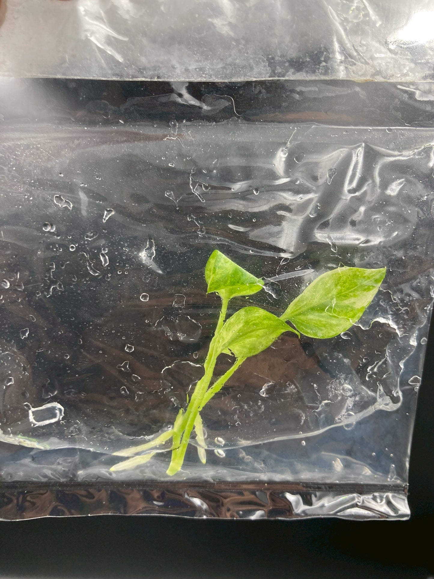 Anthurium Vittarifolium Variegated Tissue Culture Plants 1 PCS