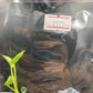 Anthurium Vittarifolium Variegated Tissue Culture Plants 1 PCS