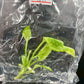 Anthurium Vittarifolium Variegated Tissue Culture Plants 1 PCS