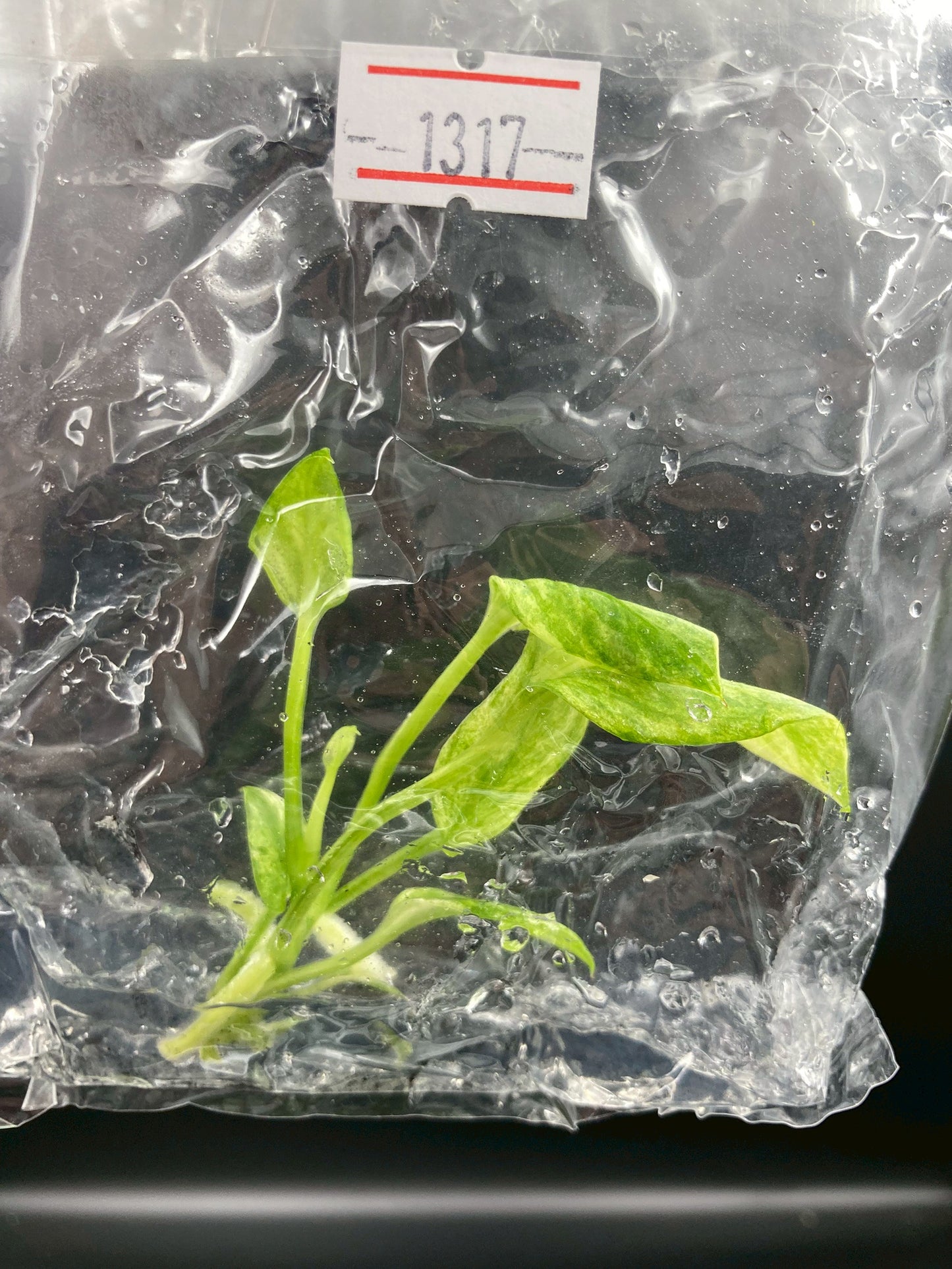 Anthurium Vittarifolium Variegated Tissue Culture Plants 1 PCS