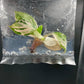 Philodendron Pink Princess Marble King Tissue Culture Plants 1 PCS.