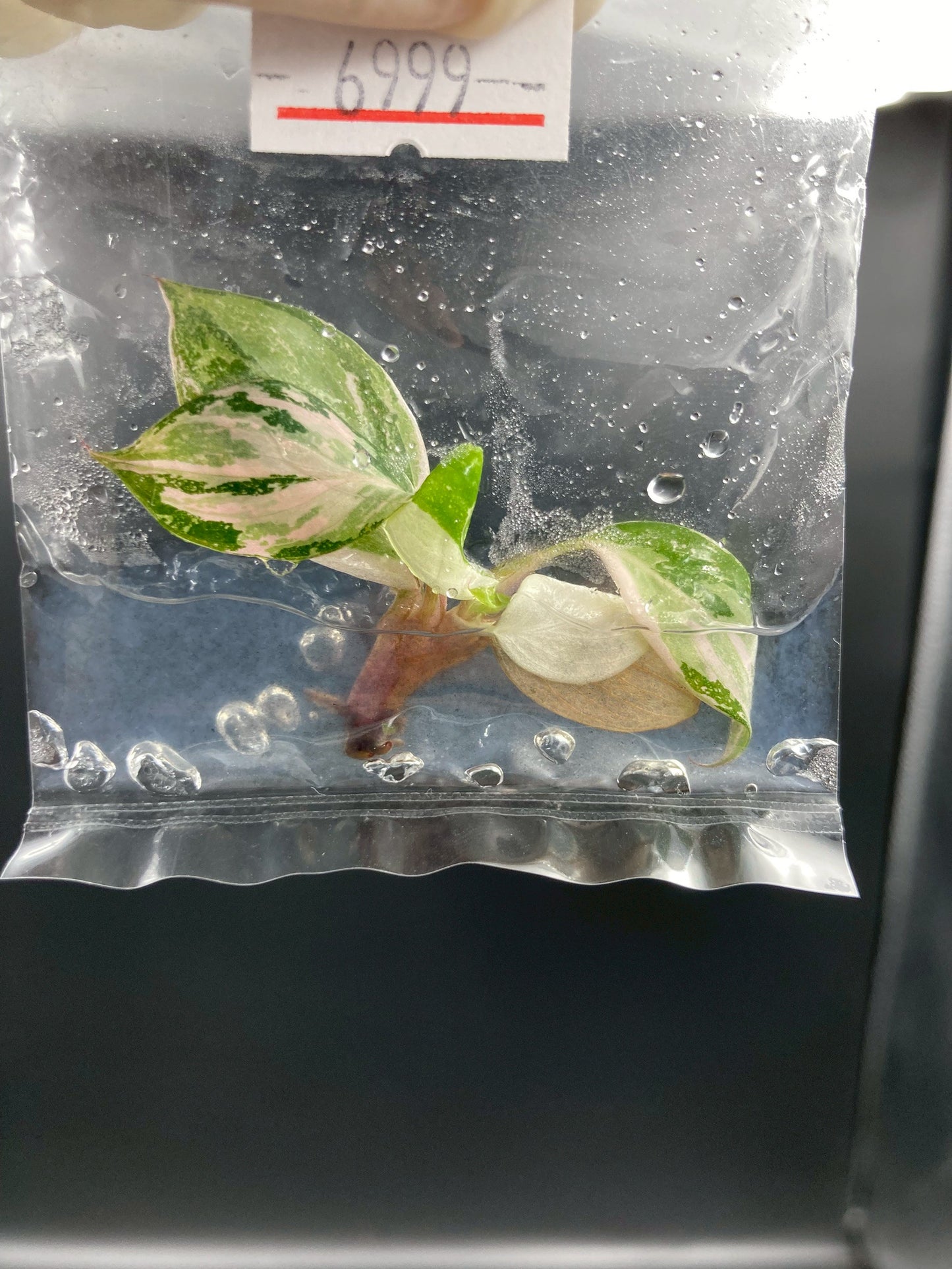 Philodendron Pink Princess Marble King Tissue Culture Plants 1 PCS.