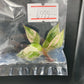 Philodendron Pink Princess Marble King Tissue Culture Plants 1 PCS.