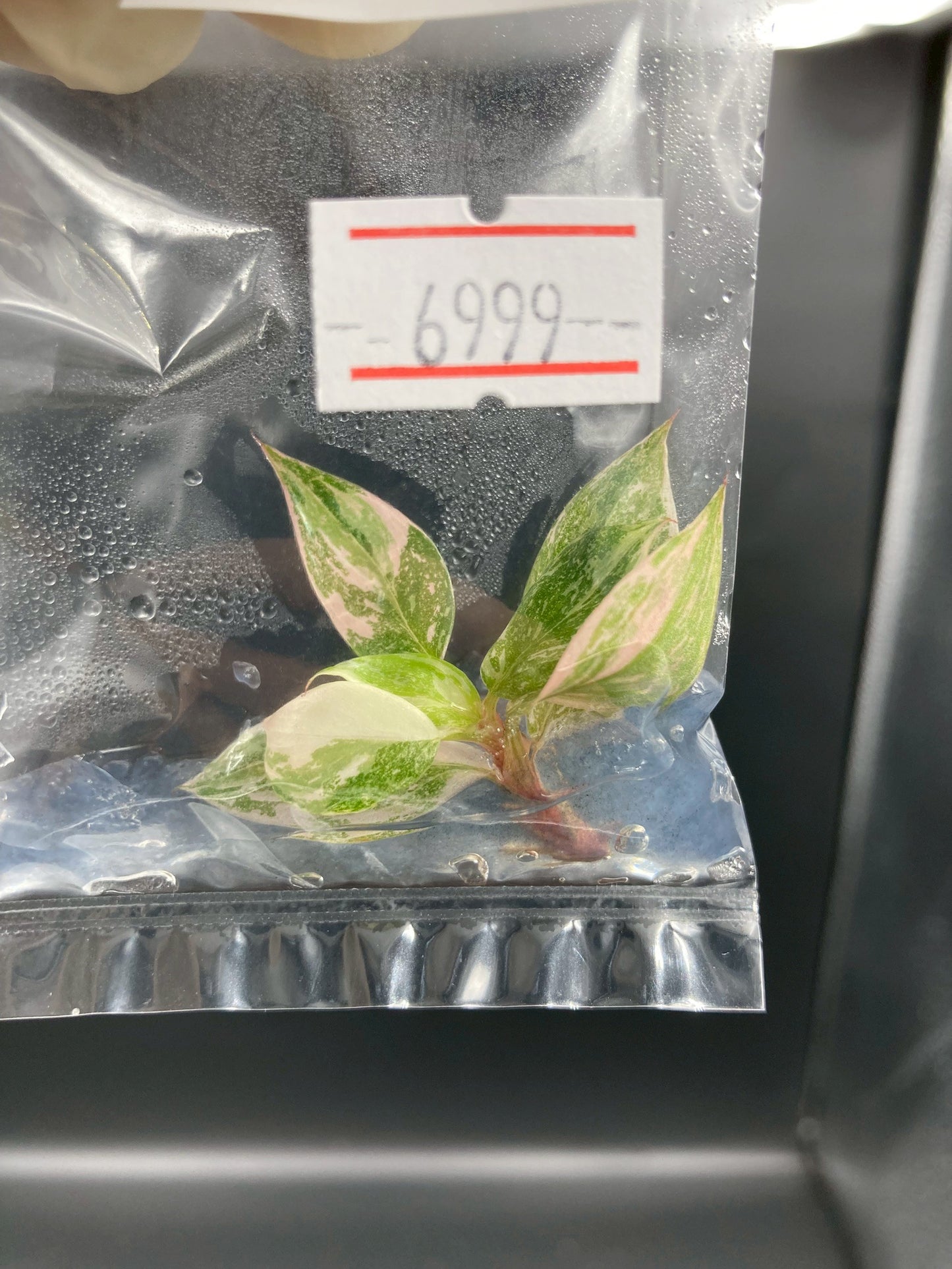 Philodendron Pink Princess Marble King Tissue Culture Plants 1 PCS.