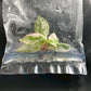 Philodendron Pink Princess Marble King Tissue Culture Plants 1 PCS.
