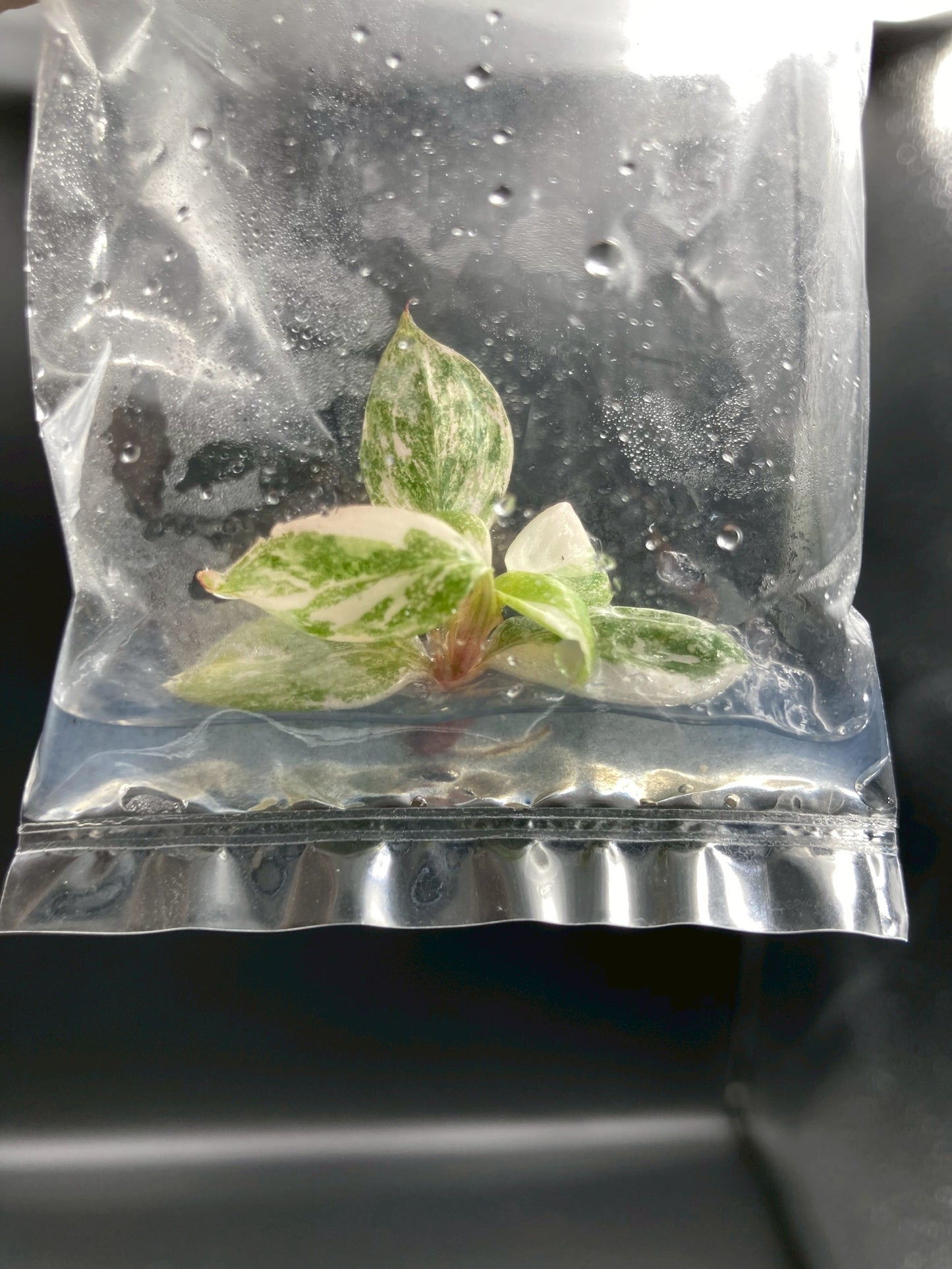 Philodendron Pink Princess Marble King Tissue Culture Plants 1 PCS.