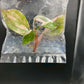 Philodendron Pink Princess Marble King Tissue Culture Plants 1 PCS.