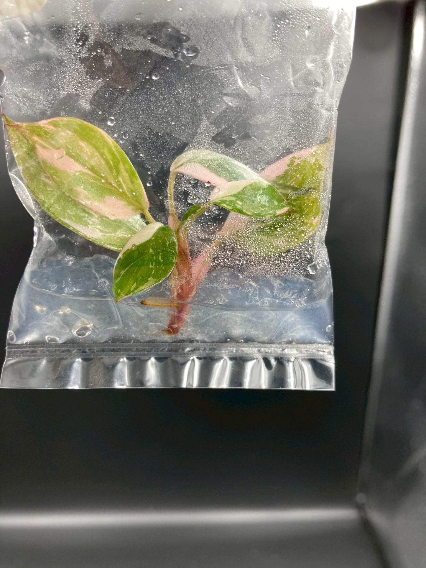 Philodendron Pink Princess Marble King Tissue Culture Plants 1 PCS.