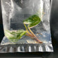 Philodendron Pink Princess Marble King Tissue Culture Plants 1 PCS.