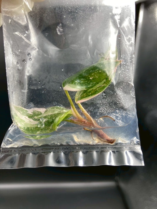 Philodendron Pink Princess Marble King Tissue Culture Plants 1 PCS.