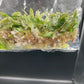 Philodendron Pink Princess Tissue Culture Plants 10 PCS.