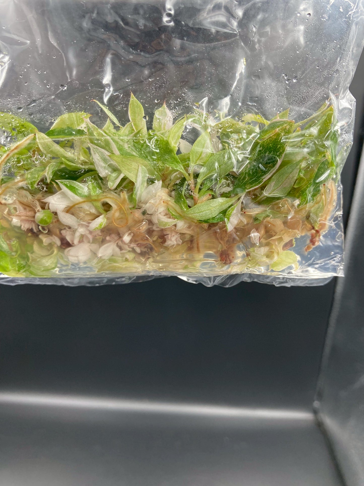 Philodendron Pink Princess Tissue Culture Plants 10 PCS.