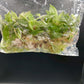 Philodendron Pink Princess Tissue Culture Plants 10 PCS.